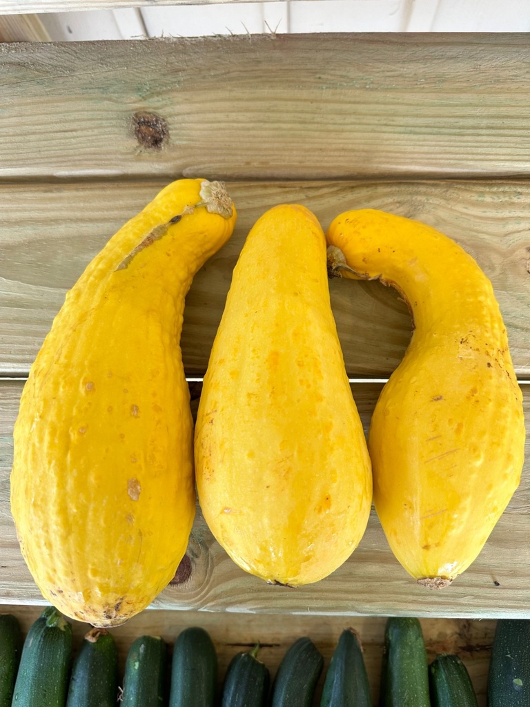 Yellow Squash