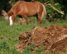 Manure - HORSE